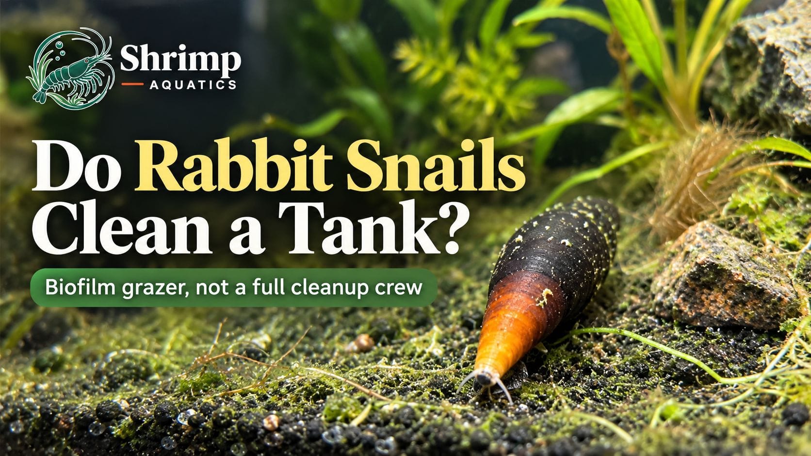 Do Rabbit Snails Clean a Tank?