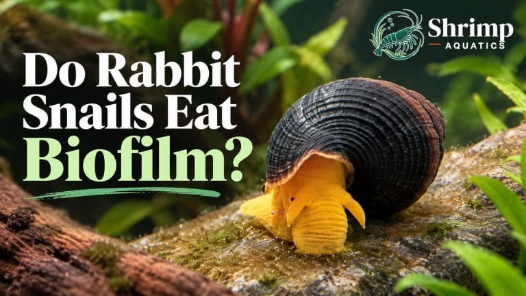 Do Rabbit Snails Eat Biofilm?