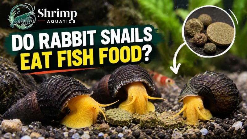 Do Rabbit Snails Eat Fish Food?
