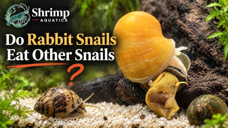 Do Rabbit Snails Eat Other Snails