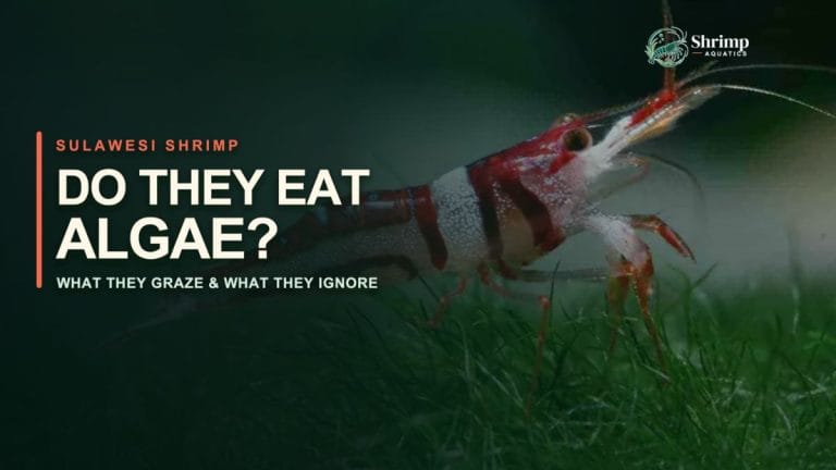 Do Sulawesi Shrimp Eat Algae? What They Graze and What They Ignore