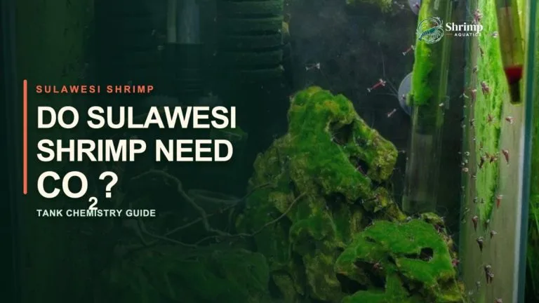 Do Sulawesi Shrimp Need CO2?