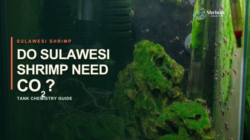 Do Sulawesi Shrimp Need CO2?