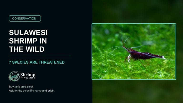 Endangered Sulawesi Shrimp: Which Species Are at Risk in the Wild