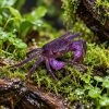 female purple vampire crab Purple Vampire Crab (Geosesarma sp.dennerle)