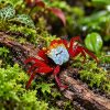 Female Rainbow Vampire Crab Rainbow Vampire Crab (Geosesarma rouxi)