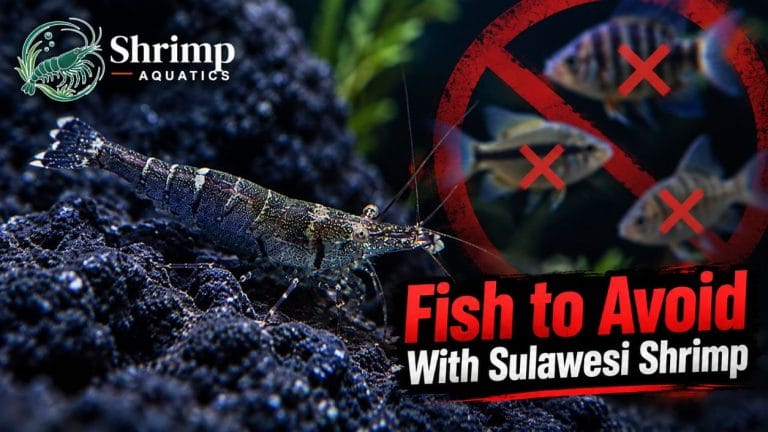 Fish to Avoid With Sulawesi Shrimp
