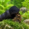 Golden Spotted Rabbit Snail