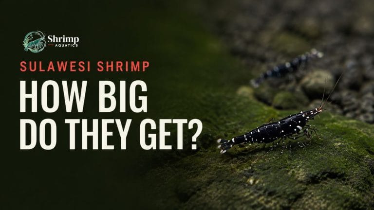 How Big Do Sulawesi Shrimp Get?