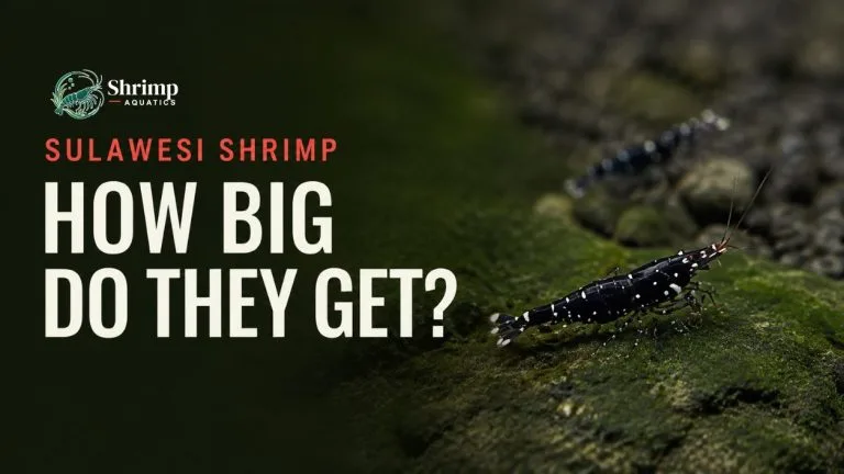 How Big Do Sulawesi Shrimp Get?