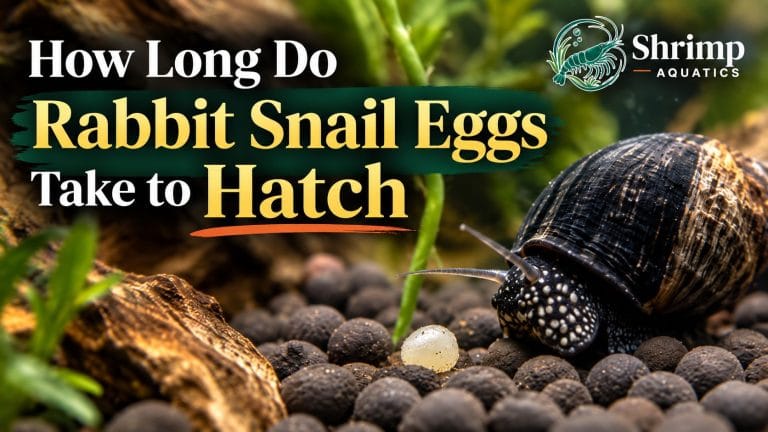 How Long Do Rabbit Snail Eggs Take to Hatch?