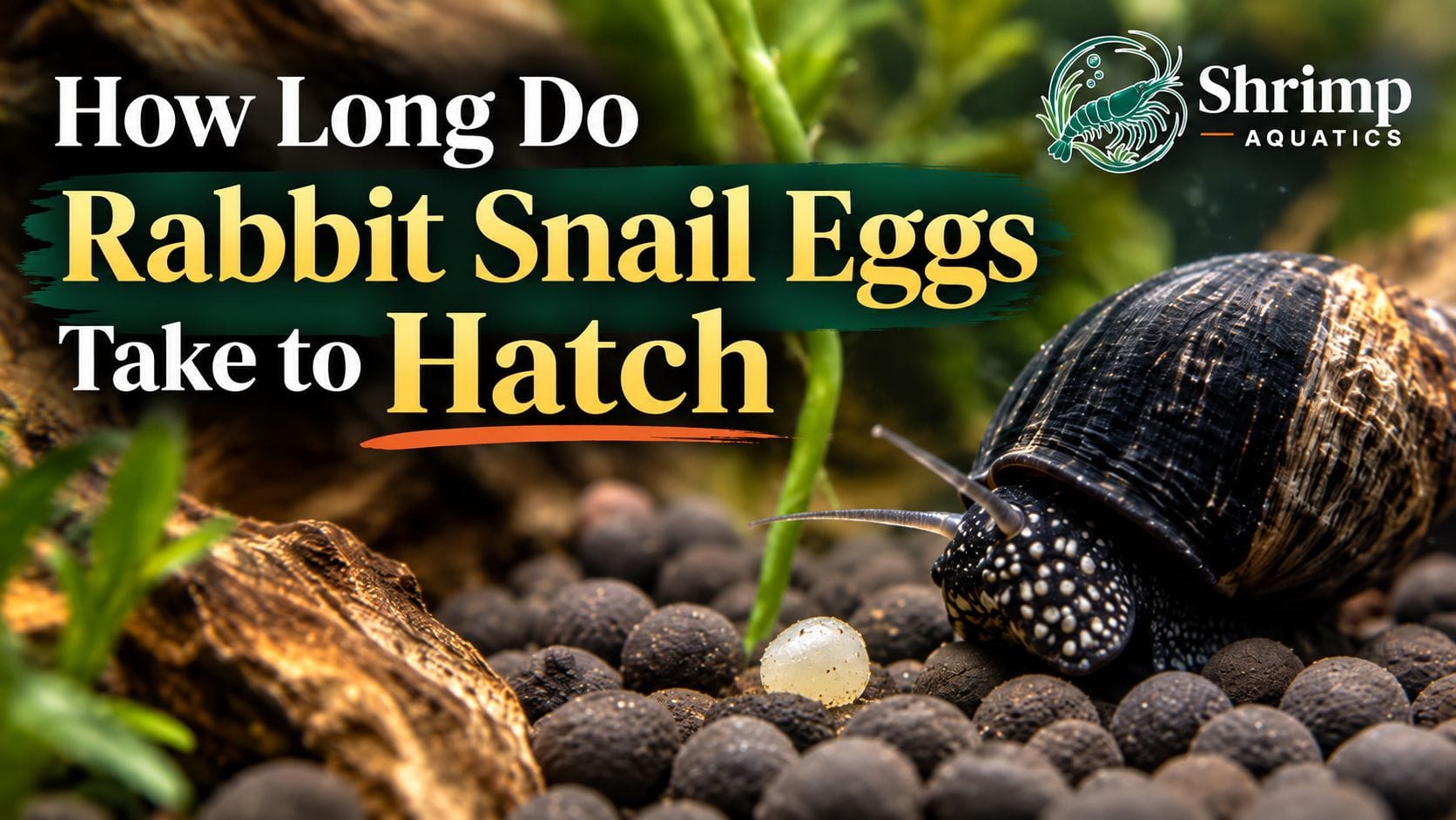 How Long Do Rabbit Snail Eggs Take to Hatch?