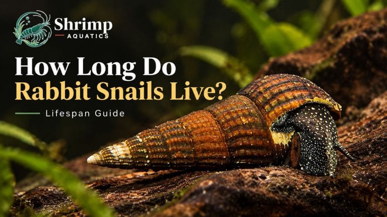 How Long Do Rabbit Snails Live