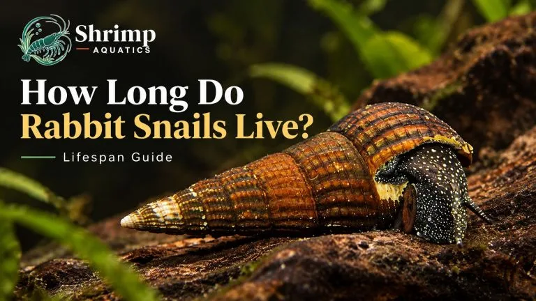 How Long Do Rabbit Snails Live