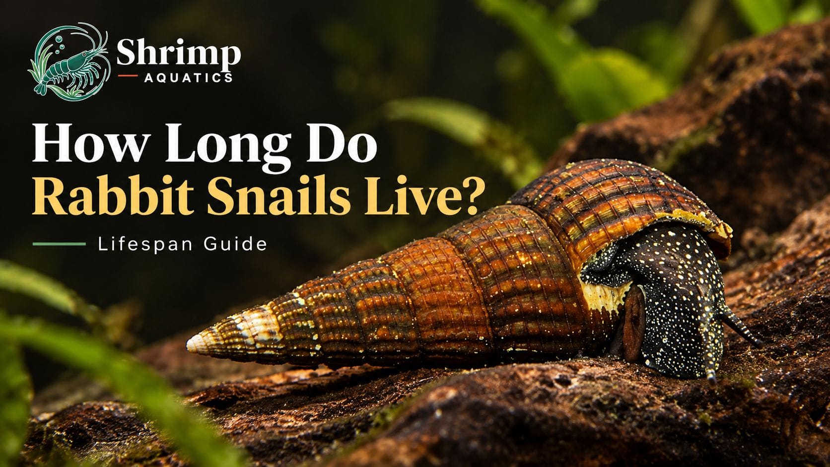 How Long Do Rabbit Snails Live