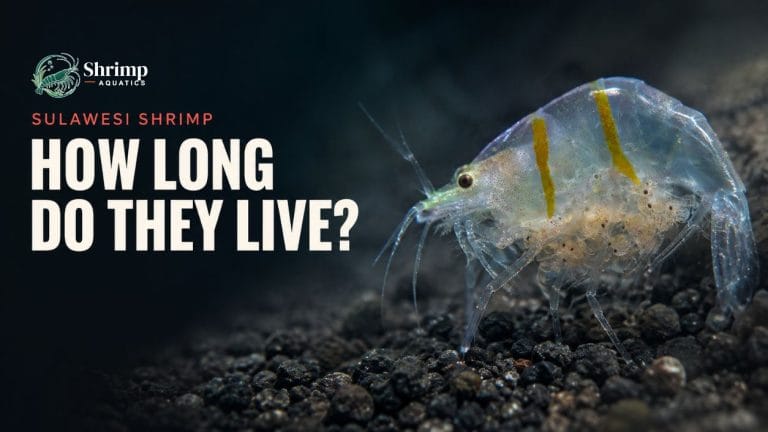 How Long Do Sulawesi Shrimp Live?