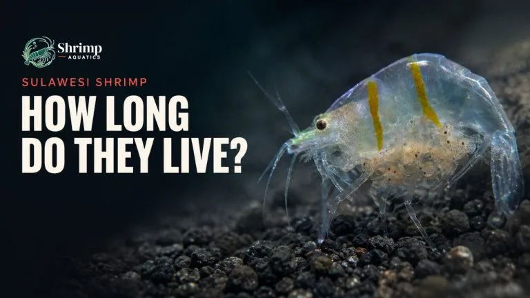 How Long Do Sulawesi Shrimp Live?