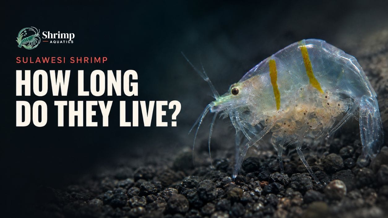 How Long Do Sulawesi Shrimp Live?