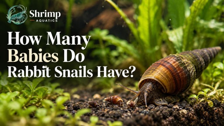 How Many Babies Do Rabbit Snails Have