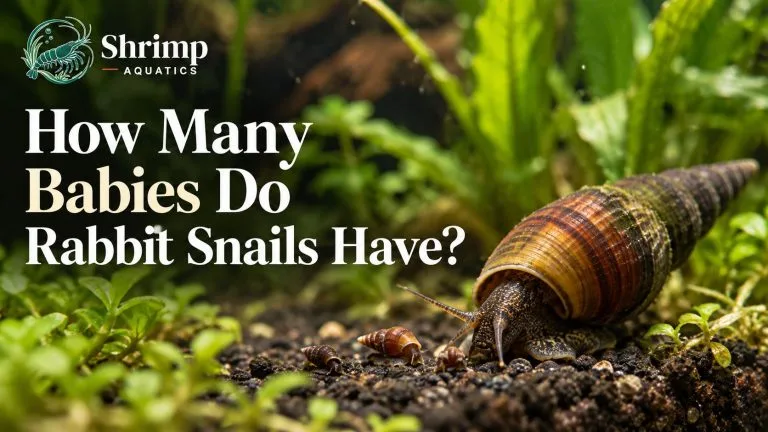 How Many Babies Do Rabbit Snails Have