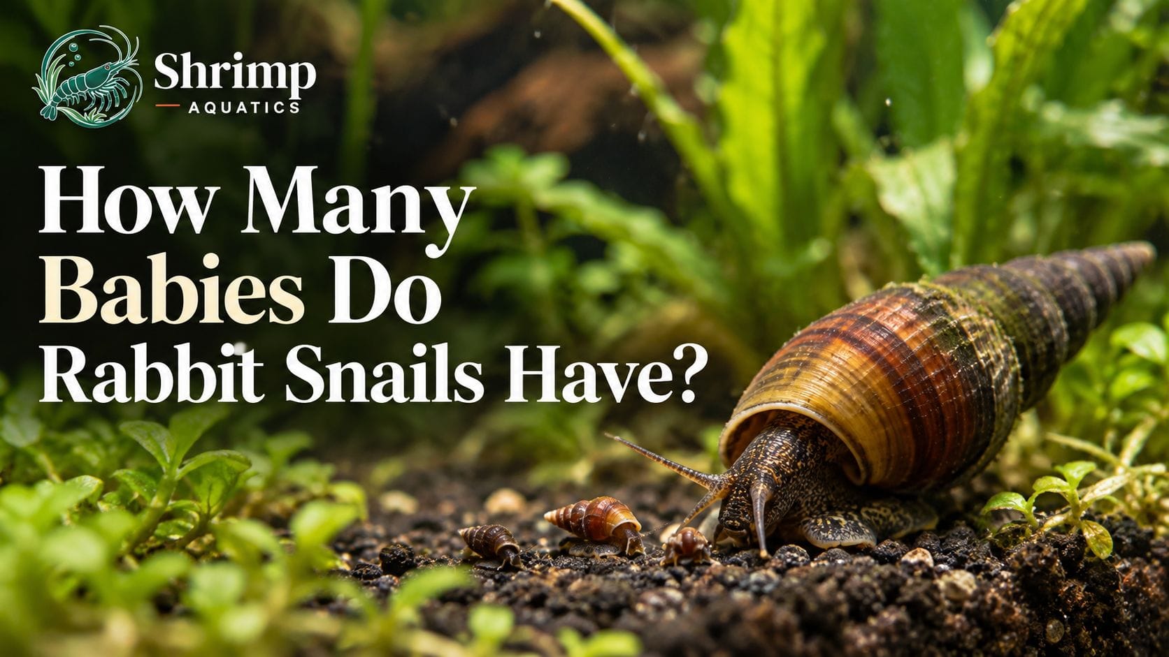How Many Babies Do Rabbit Snails Have