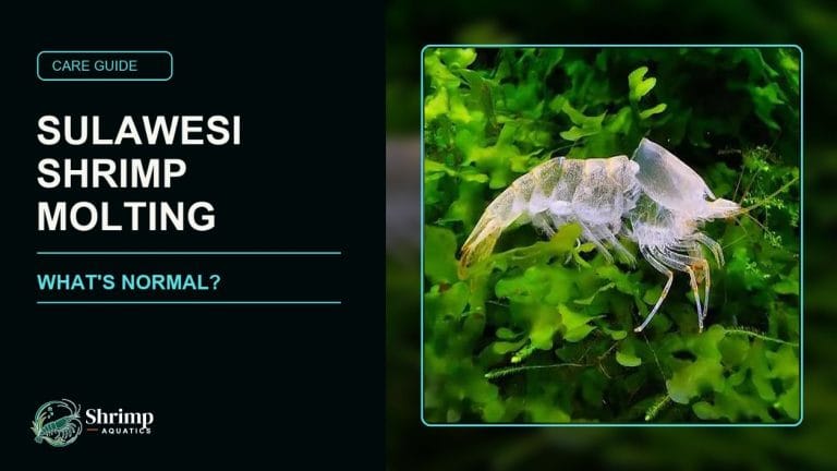 How Often Do Sulawesi Shrimp Molt
