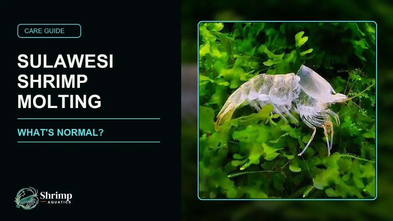 How Often Do Sulawesi Shrimp Molt