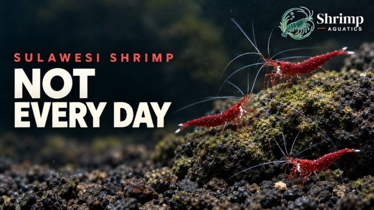 How Often Should You Feed Sulawesi Shrimp?