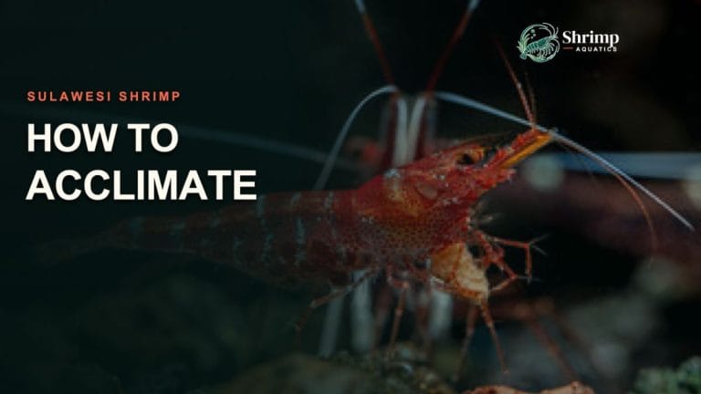How to Acclimate Sulawesi Shrimp