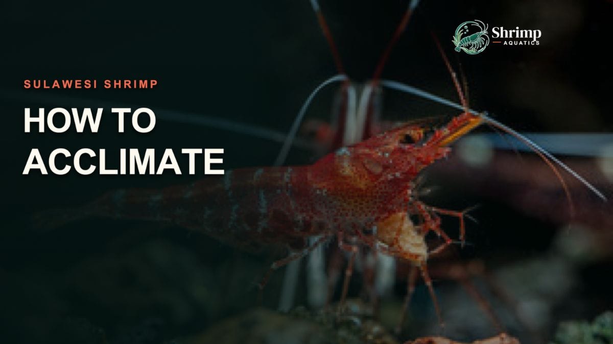 How to Acclimate Sulawesi Shrimp