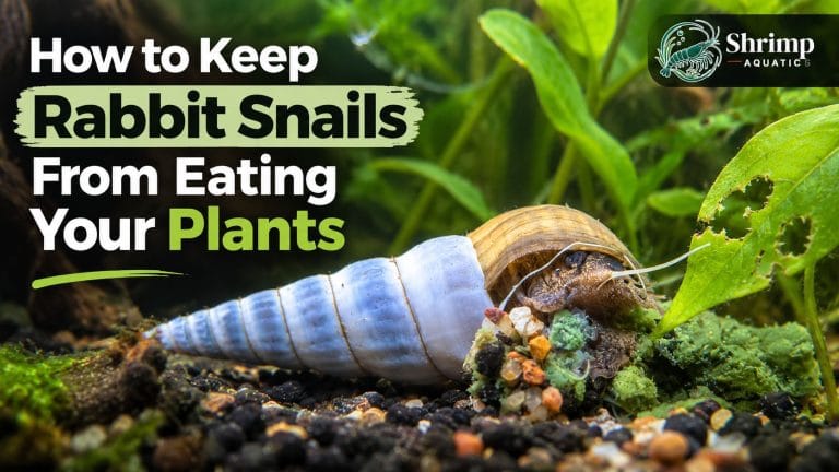 How to Keep Rabbit Snails From Eating Your Plants