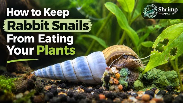 How to Keep Rabbit Snails From Eating Your Plants