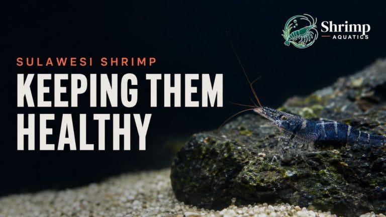 How to Keep Sulawesi Shrimp Healthy