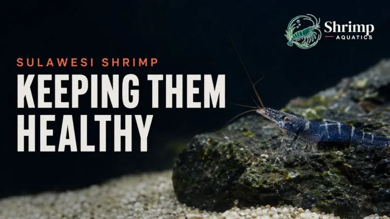 How to Keep Sulawesi Shrimp Healthy