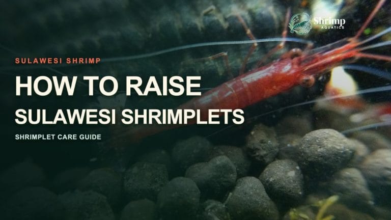 How to Raise Sulawesi Shrimplets