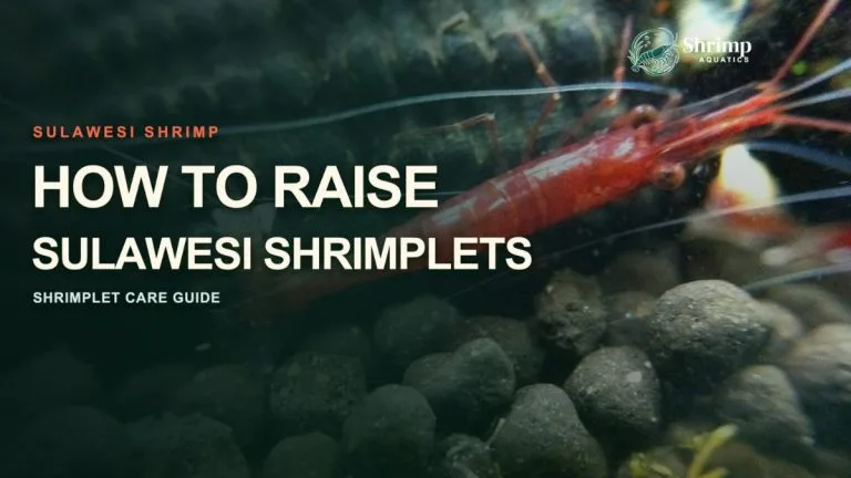 How to Raise Sulawesi Shrimplets