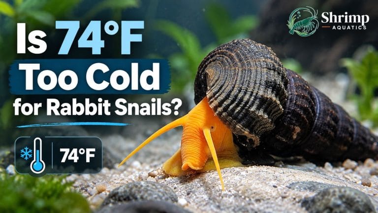 Is 74°F Too Cold for Rabbit Snails?