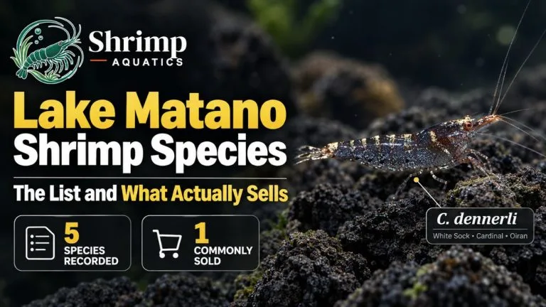 Lake Matano Shrimp Species