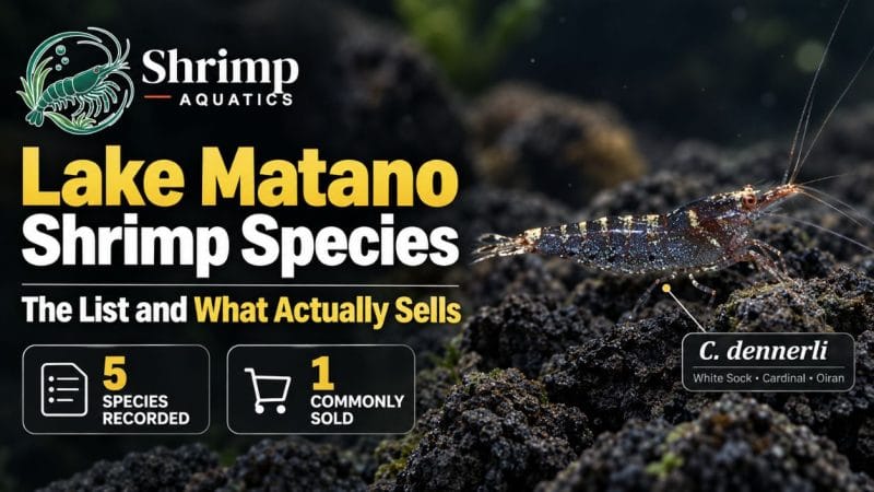 Lake Matano Shrimp Species