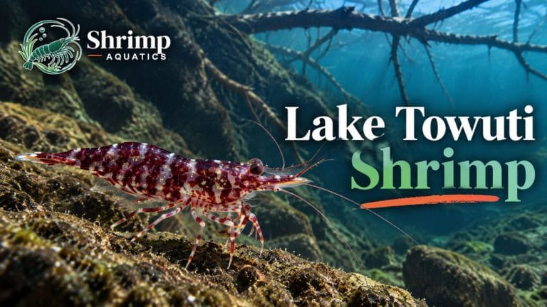 Lake Towuti Shrimp: The Full List of Caridina Species