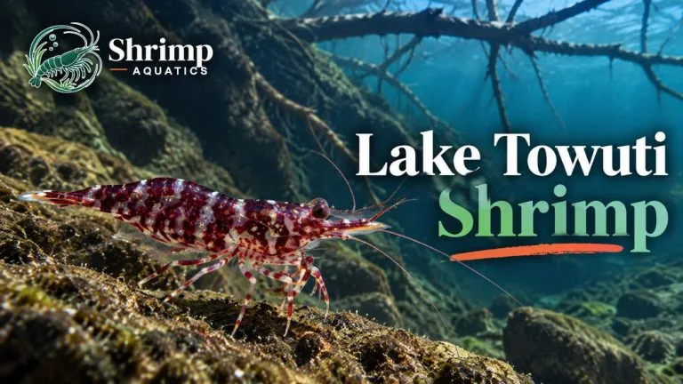 Lake Towuti Shrimp: The Full List of Caridina Species