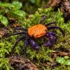 Halloween Vampire Crab (Geosesarma sp.hagen)