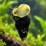 Mini Tylo Poso Rabbit Snail