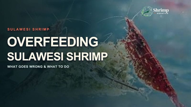 Overfeeding Sulawesi Shrimp: What Goes Wrong and What to Do