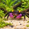 purple vampire crab for sale Purple Vampire Crab (Geosesarma sp.dennerle)