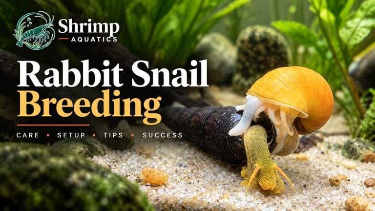 Rabbit Snail Breeding: