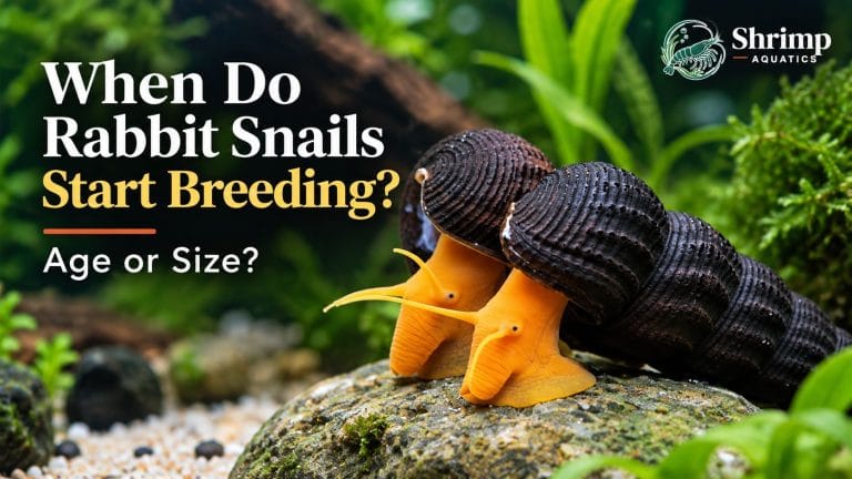 At what age or size do rabbit snails start breeding?