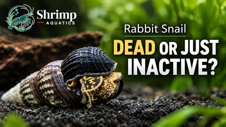 Is My Rabbit Snail Dead or Just Inactive?