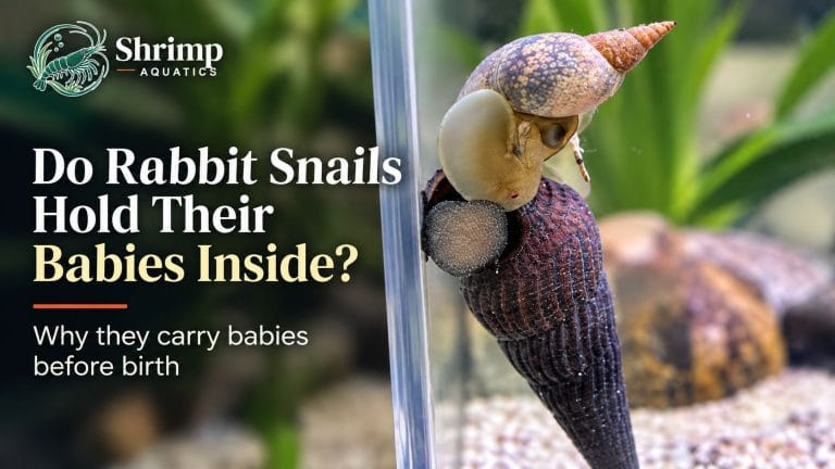Do Rabbit Snails Hold Their Babies Inside to Protect Them?