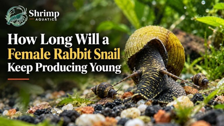 How Long Will a Female Rabbit Snail Keep Producing Young?